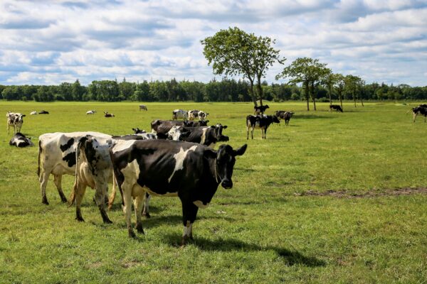 Cow grazing